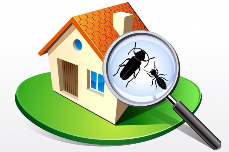 Pest Control 101: When Should You Call a Professional?